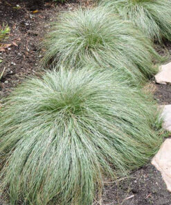 Turzyca włosista 'Frosted Curls' poj. 2L