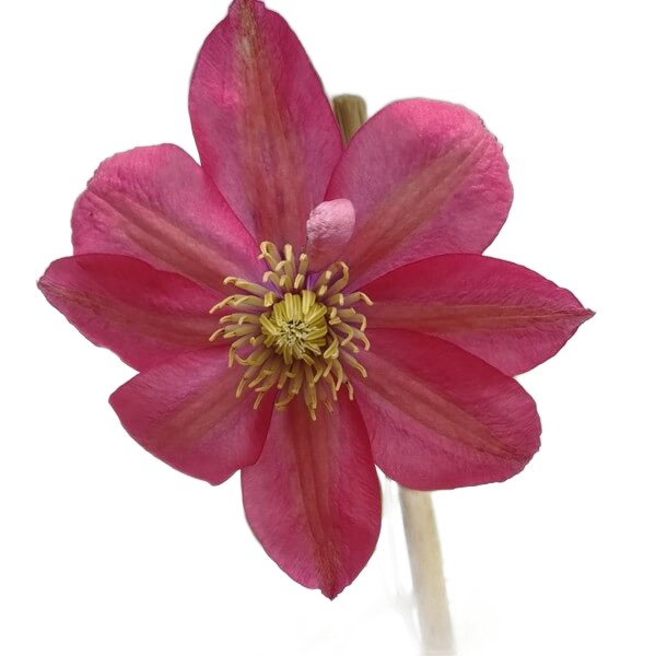 Clematis (wielkokwiatowy) 'Little Mermaid' poj, 4L - obrazek 6