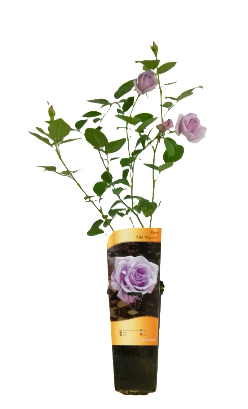 Róża wielkokwiatowa 'Lilla Wunder' poj, 2l - obrazek 5