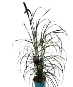 Alternative view of Rozplenica obca ‘Rubrum’ poj. 4L