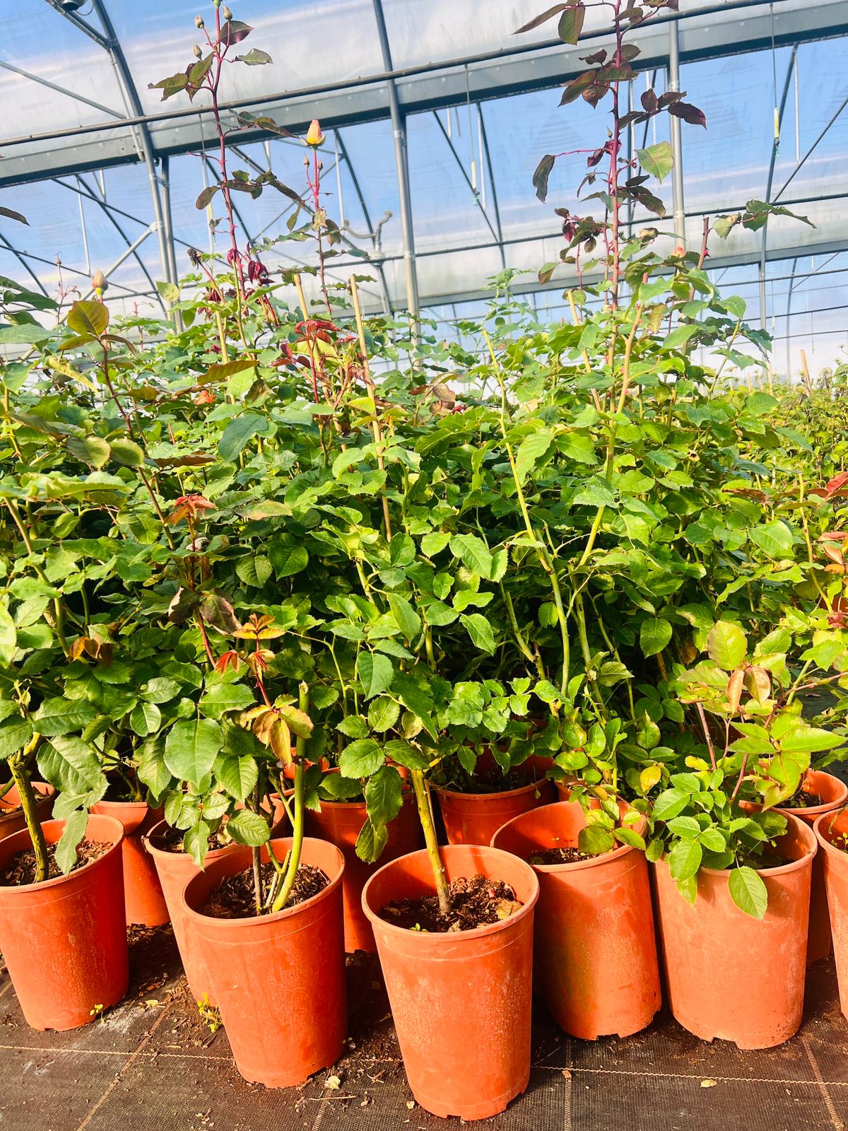 Róża MIX nieoznakowana C4 - obrazek 2