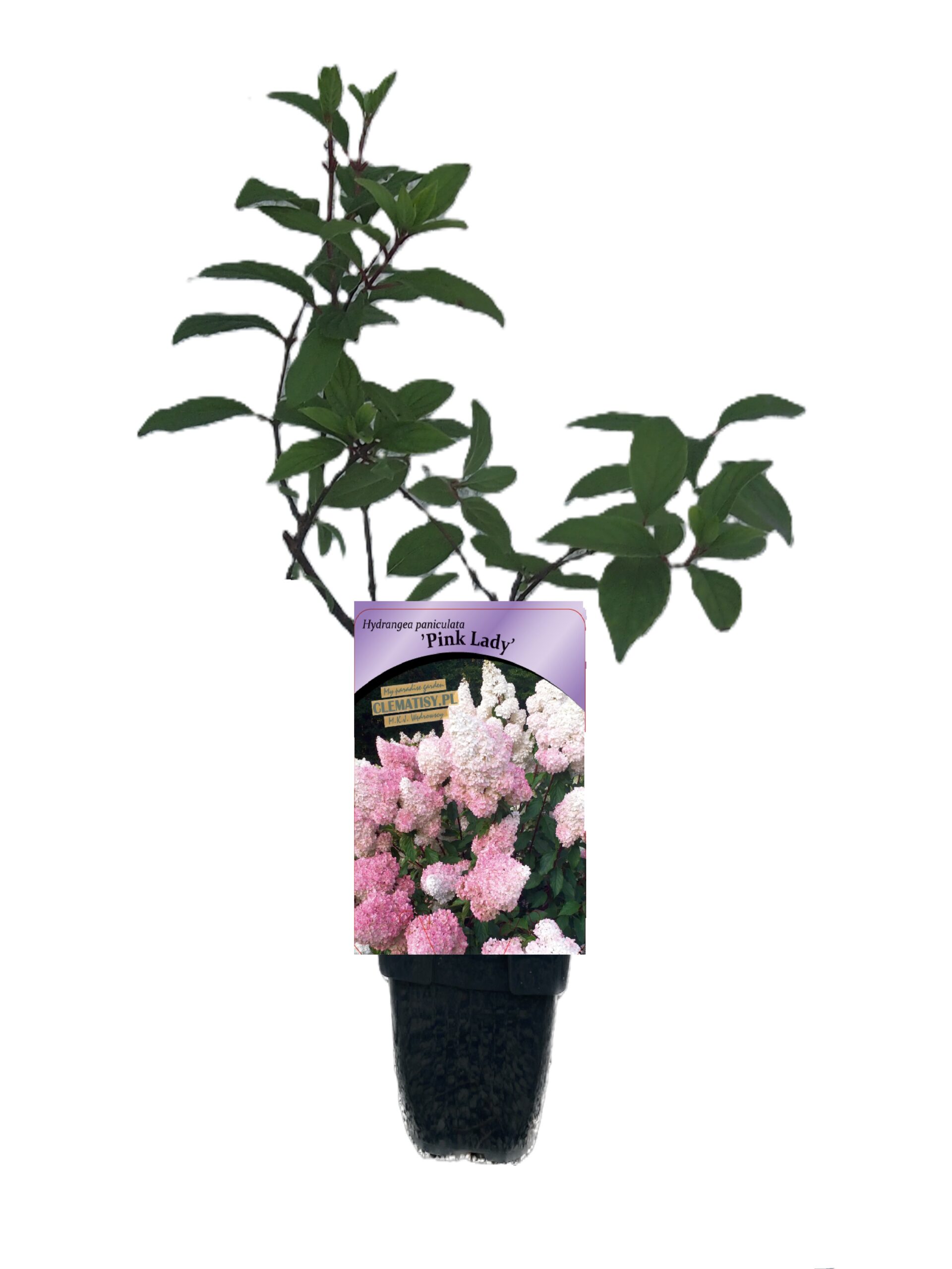 Hortensja bukietowa 'Pink Lady' poj, 2L - obrazek 4