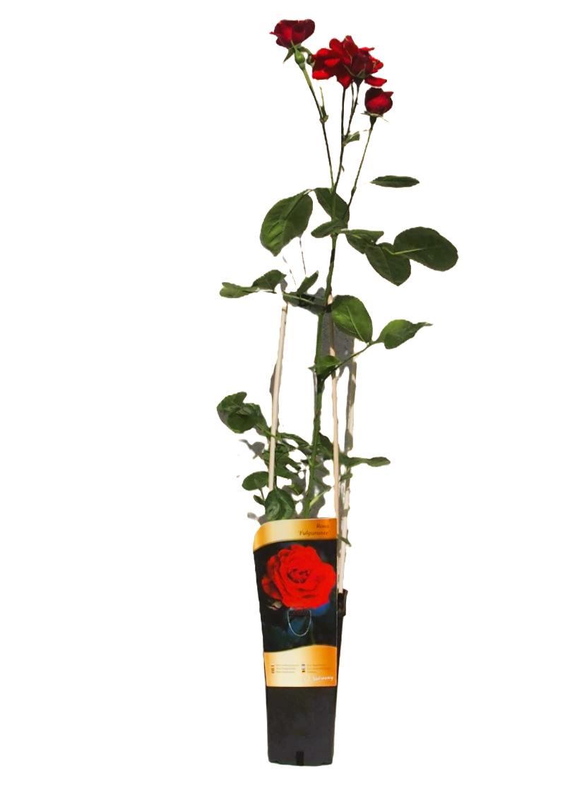 Róża wielkokwiatowa 'Fulgurante' poj, 2l - obrazek 5