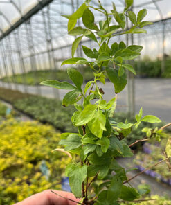 Clematis Mary Rose P9/C1