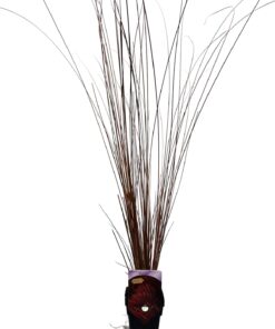 Alternative view of Turzyca buchanana 'Firefox' P9/C1