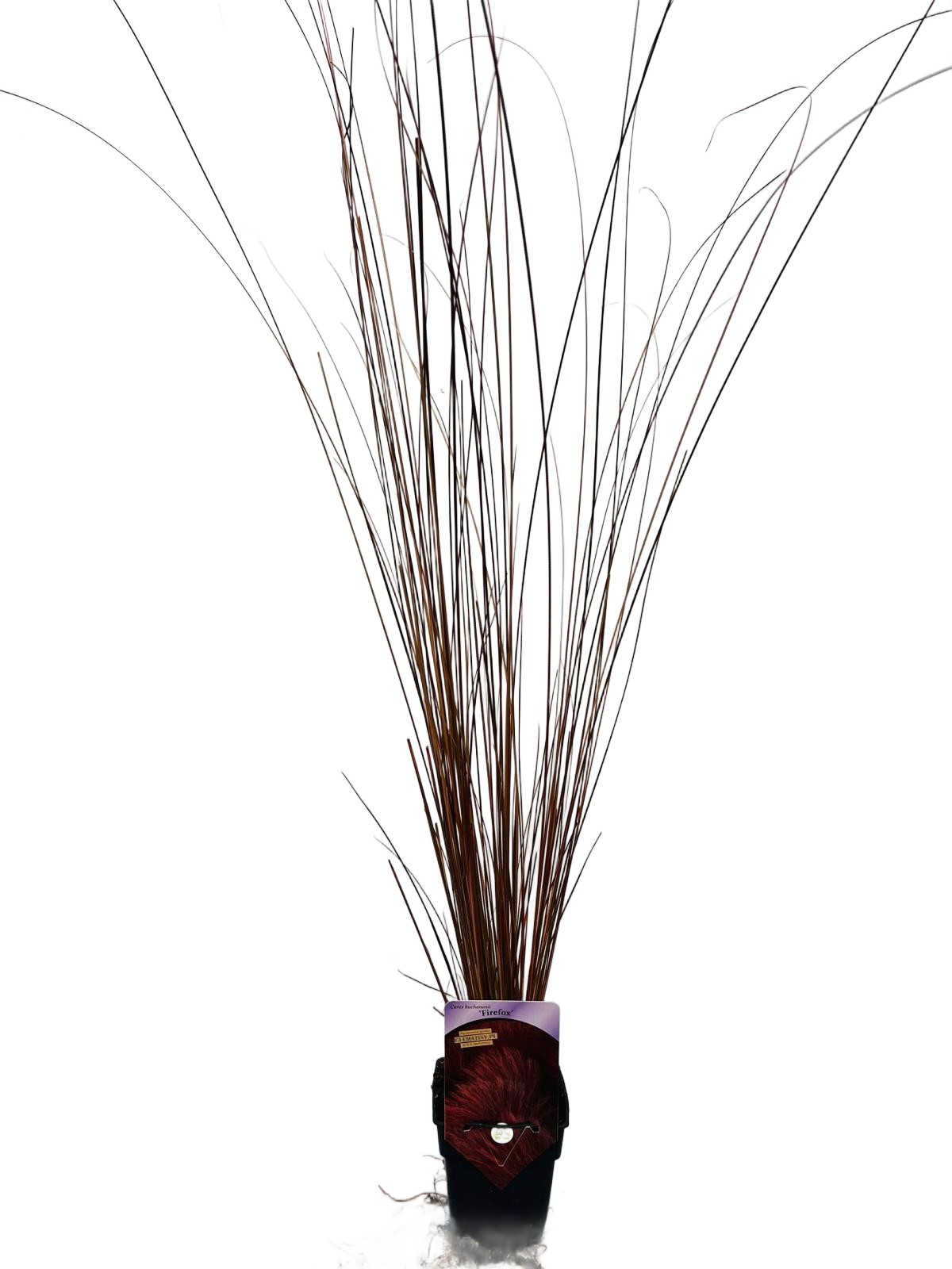 Turzyca buchanana 'Firefox' P9/C1 - obrazek 2