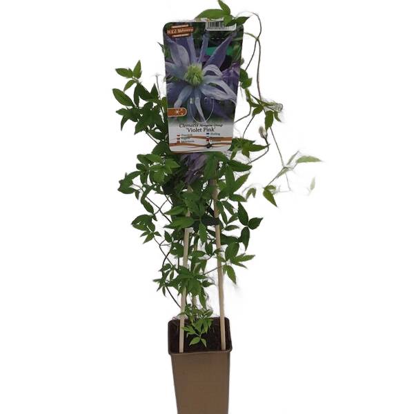 Clematis botaniczny Violet Pink PEŁNY P9/C1 - obrazek 6