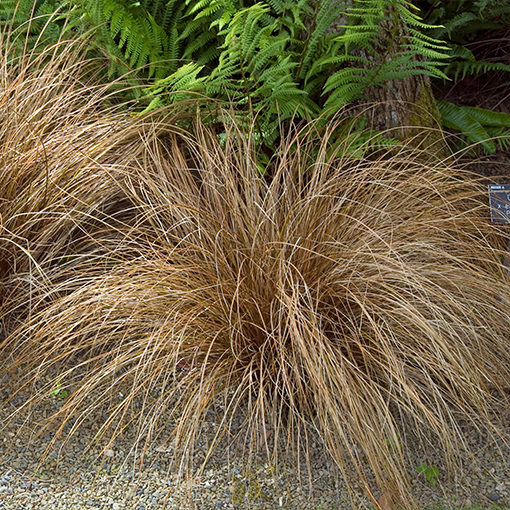 Turzyca włosista 'Bronco' P9/C1