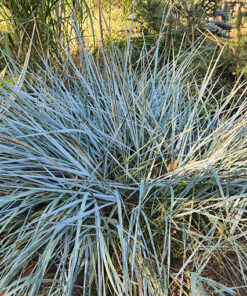 Wydmuchrzyca piaskowa P9/C1