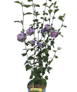 Alternative view of Ketmia syryjska (Hibiskus) 'Woodbridge' poj. 4L