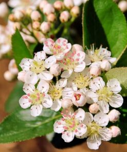 Alternative view of Aronia Czarnoowocowa poj, 2L