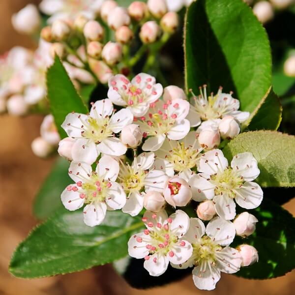 Aronia Czarnoowocowa poj, 2L - obrazek 2