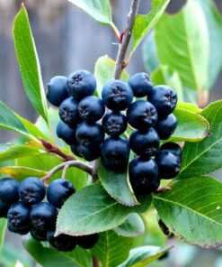 Aronia Czarnoowocowa poj, 2L