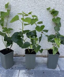 Alternative view of Bluszcz Irlandzki poj, 4L