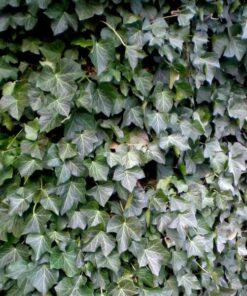 Alternative view of Bluszcz Thorndale P9/C1