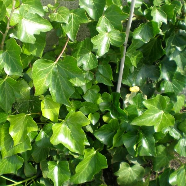 Bluszcz Irlandzki poj, 4L - obrazek 3