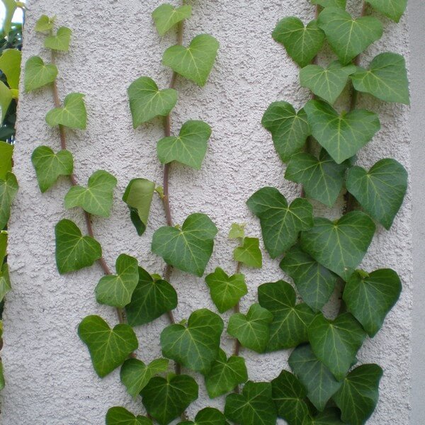 Bluszcz Irlandzki poj, 4L - obrazek 4