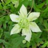 Clematis Alba Plena Pełny-Półpełny P9/C1