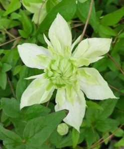 Clematis Alba Plena Pełny-Półpełny poj. 2L