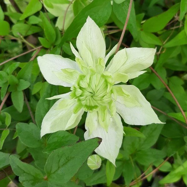 Clematis Alba Plena Pełny-Półpełny poj. 2L