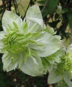 Alternative view of Clematis Alba Plena Pełny-Półpełny poj. 4L