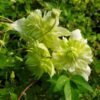 Clematis Alba Plena Pełny-Półpełny poj. 4L