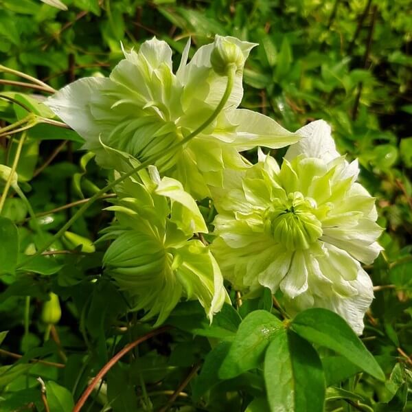 Clematis Alba Plena Pełny-Półpełny poj. 2L - obrazek 3