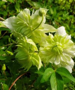 Clematis Alba Plena Pełny-Półpełny poj. 4L