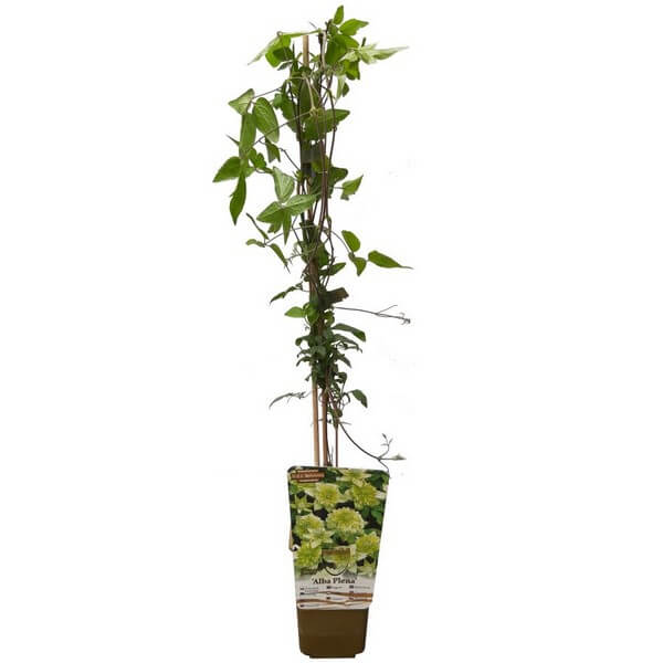 Clematis Alba Plena Pełny-Półpełny poj. 2L - obrazek 4