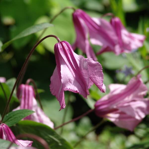 Clematis Alionushka P9/C1