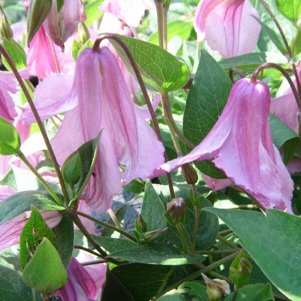 Clematis Alionushka P9/C1 - obrazek 2