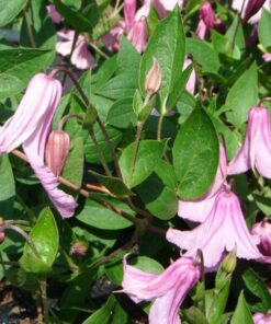 Alternative view of Clematis Alionushka poj, 4l