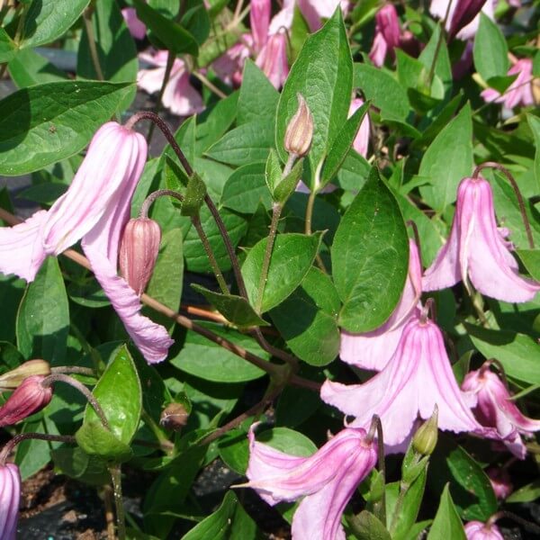 Clematis Alionushka P9/C1 - obrazek 3