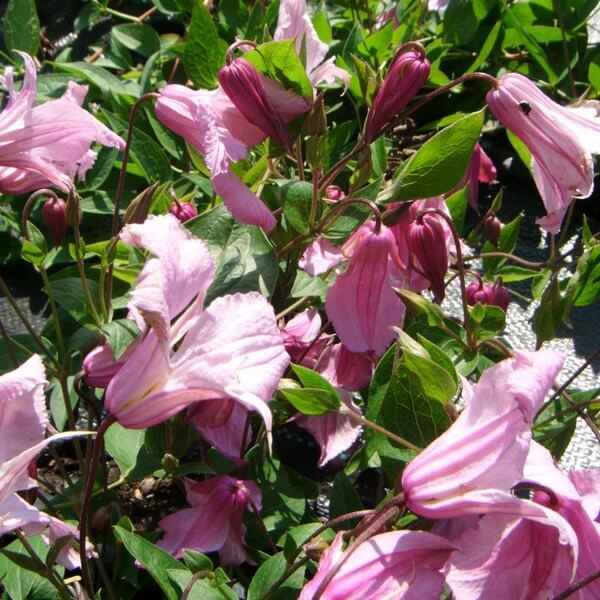 Clematis Alionushka poj, 4l - obrazek 3