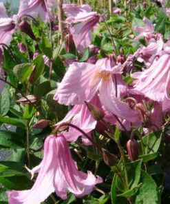 Clematis Alionushka poj, 4l