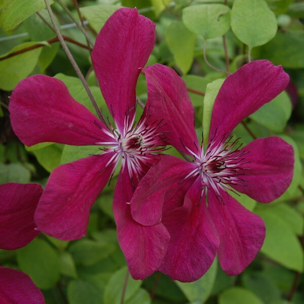 Clematis Allanah (wielkokwiatowy) poj, 4L - obrazek 4
