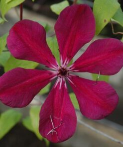 Clematis Allanah (wielkokwiatowy) poj, 4L
