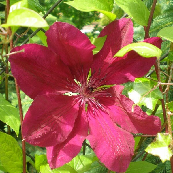 Clematis Allanah (wielkokwiatowy) poj, 4L - obrazek 3