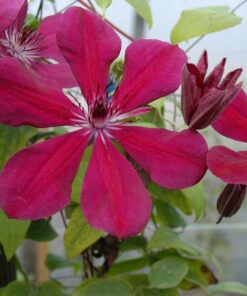 Alternative view of Clematis Allanah (wielkokwiatowy) poj, 4L