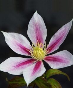 Clematis Andromeda (wielkokwiatowy) poj. 2L