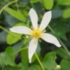 Clematis Anita (botaniczny) poj, 2l