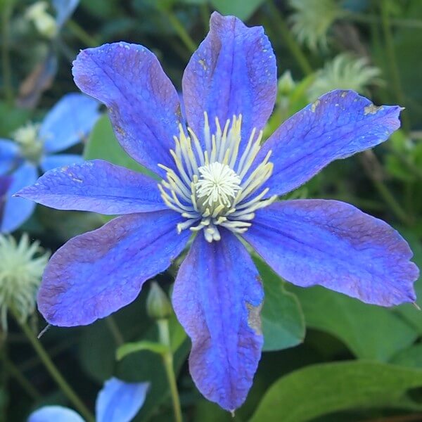 Clematis Arabella (bylinowy) OKRYWOWY w poj, 4L - obrazek 4