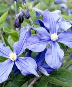 Alternative view of Clematis Arabella (bylinowy) OKRYWOWY w poj, 4L