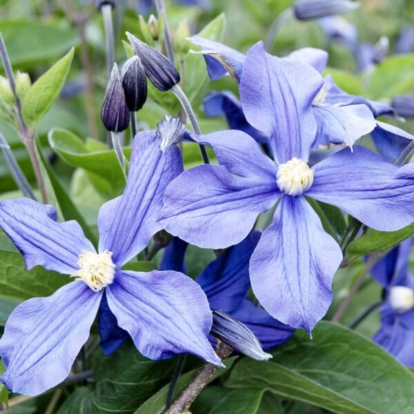 Clematis Arabella (bylinowy) OKRYWOWY w poj, 4L - obrazek 2