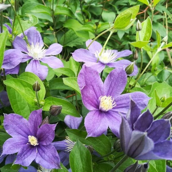 Clematis Arabella (bylinowy) OKRYWOWY w poj, 4L - obrazek 3