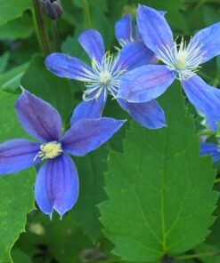 Clematis Arabella (bylinowy) OKRYWOWY w poj, 4L