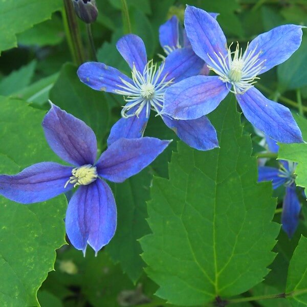 Clematis Arabella (bylinowy) OKRYWOWY w poj, 4L