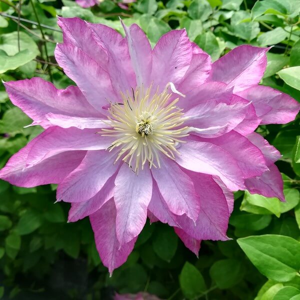 Clematis Asao (wielkokwiatowy) P9/C1
