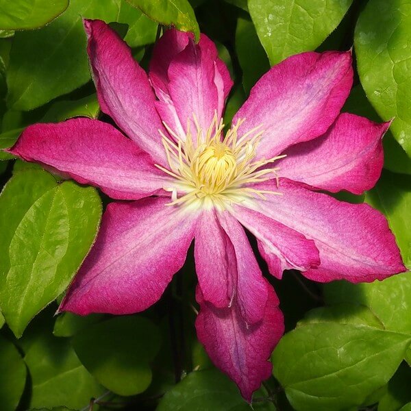 Clematis Asao (wielkokwiatowy) P9/C1 - obrazek 3