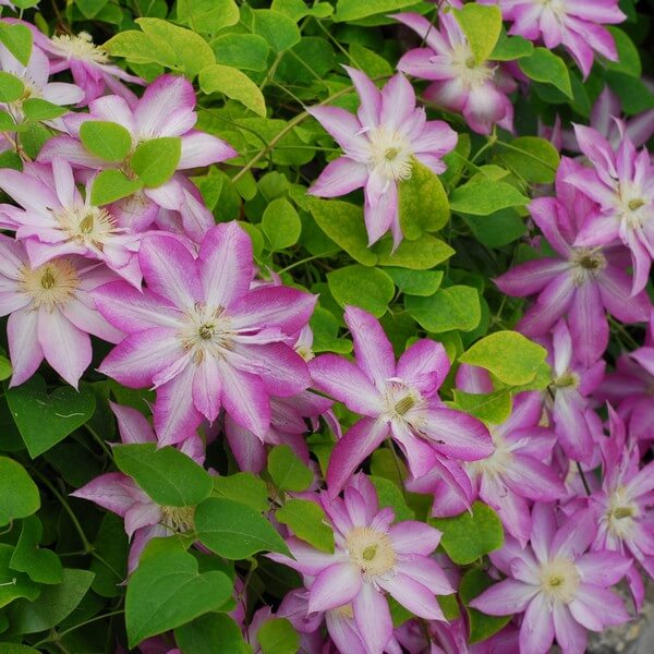 Clematis Asao (wielkokwiatowy) P9/C1 - obrazek 2
